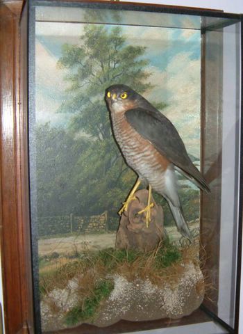 Sparrowhawk[1]maleaja [640x480].jpg